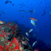 As recém-descobertas colinas coralinas têm uma alta diversidade de peixes. Hudson T. Pinheiro / USP