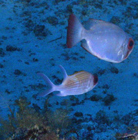 Peixes jaguareçá (Holocentrus adscensionis) e fura-vasos (Heteropriacanthus cruentatus) sobre recife de origem biológica, a 95 metros de profundidade