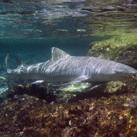 Estudo aponta declínio global de tubarões em ecossistemas recifais - BIOTA +20