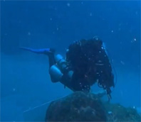 Mergulhador no banco de corais Royal Charlotte