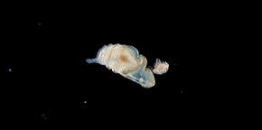 Parchment worm larva eating a copepod