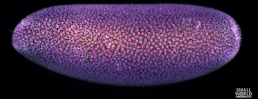 Mitotic waves in the embryo of a fruit fly (Drosophila melanogaster)