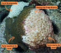 Deu branco no cérebro: doença atinge o coral-cérebro Mussismilia hispida no Arquipélago de Alcatrazes