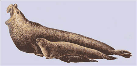 Mirounga leonina - um macho adulto com o focinho alongado, uma fêmea e um filhote recém-nascido (Reeves et al, 1992)