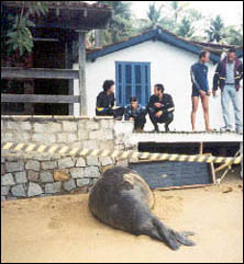 Mirounga leonina descansando na Praia do Portinho, Ilhabela (SP) em 26 de junho de 2002 (foto de Luiz Fernando Netto - CEBIMar-USP)
