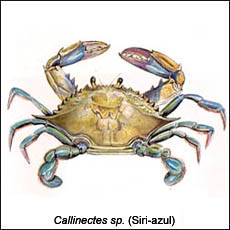 Callinectes Sp. (Siri-azul)