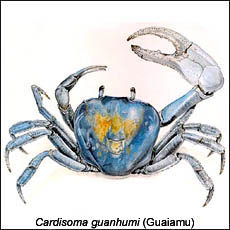 Cardisoma Guanhumi (Guaiamu)