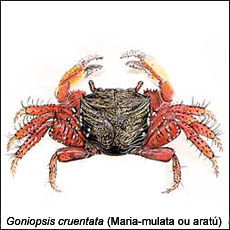 Goniopsis Cruentata (Maria-mulata ou Aratu)