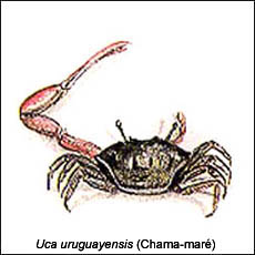Uca Uruguayensis (Chama-maré)