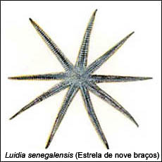 Luidia Senegalensis (Estrela de nove braços)