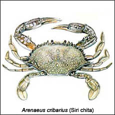 Arenaeus Cribarius (Siri-chita)