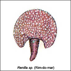 Renilla Sp. (Rim-do-mar)