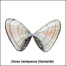 Donax Hanleyanus (Sarnambi)