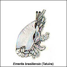 Emerita Brasiliensis (Tatuíra)
