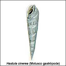 Hastula Cinerea (Molusco Gastrópode)