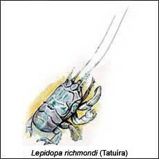 Lepidopa Richmondi (Tatuíra)