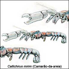 Callichirus Mirim (Camarão da areia)