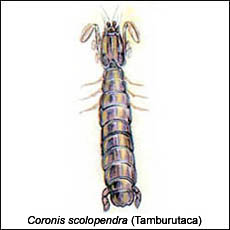Coronis scolopendra (tamburutaca)