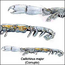 Callichirus Major (Corrupto)