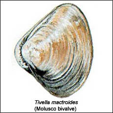 Tivella Mactroides (Molusco Bivalve)