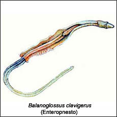 Balanoglossus Clavigerus (Enteropnesto)