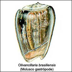 Olivancillaria Brasiliensis (Molusco Gastrópode)