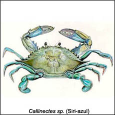 Callinectes sp. (Siri-azul)