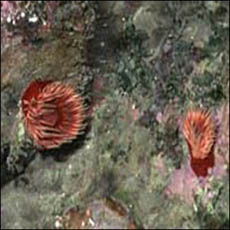 Anêmona-do-mar