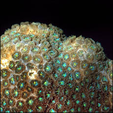 Coral Madracis Decactis