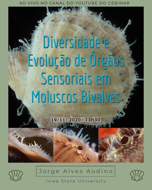 CEBIMário: Diversidade e evolução de órgãos sensoriais em moluscos bivalves