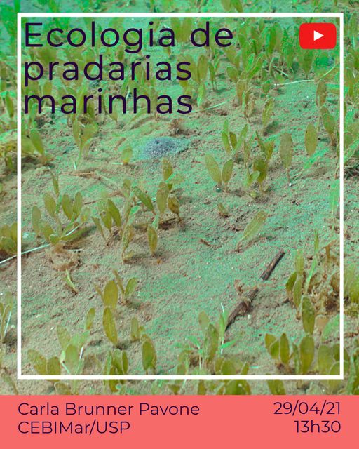 CEBIMário: Ecologia de pradarias marinhas no Canal de São Sebastião, Brasil