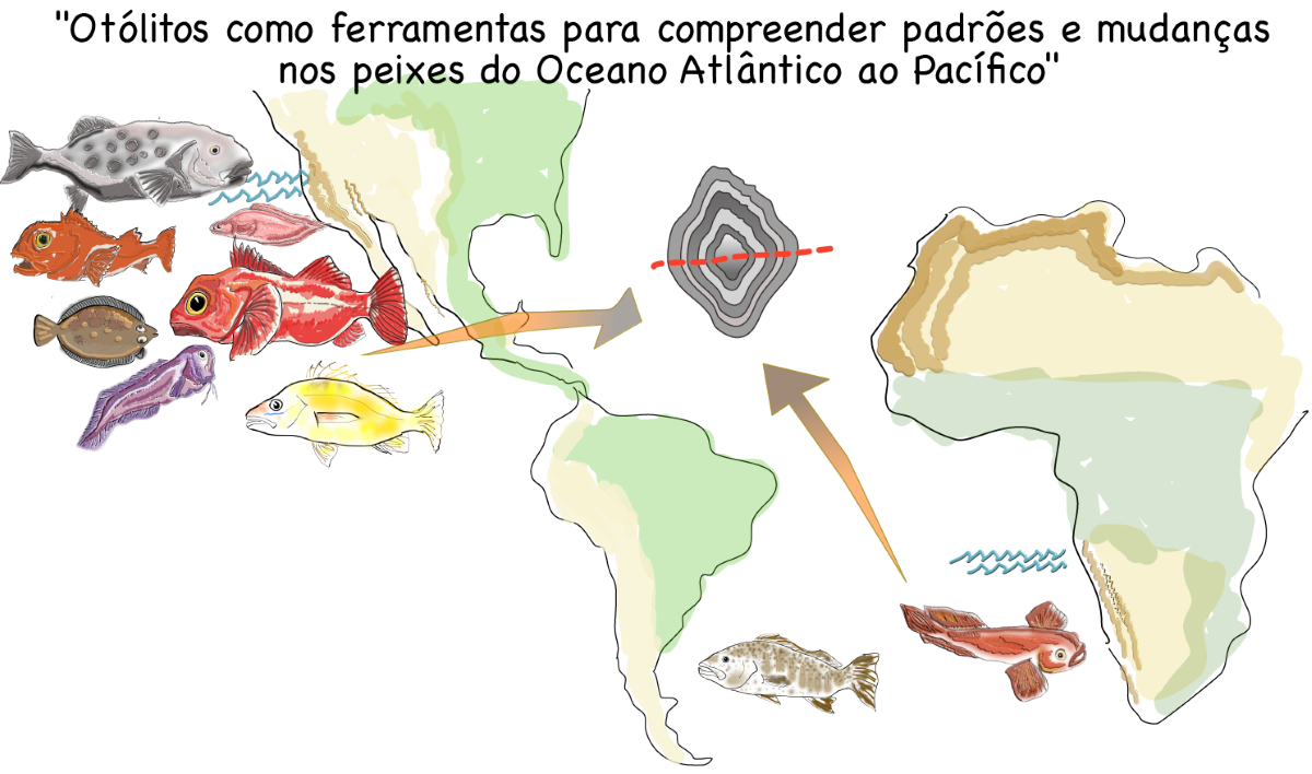 CEBIMário: Otólitos como ferramentas para compreender padrões e mudanças nos peixes do Oceano Atlântico ao Pacífico