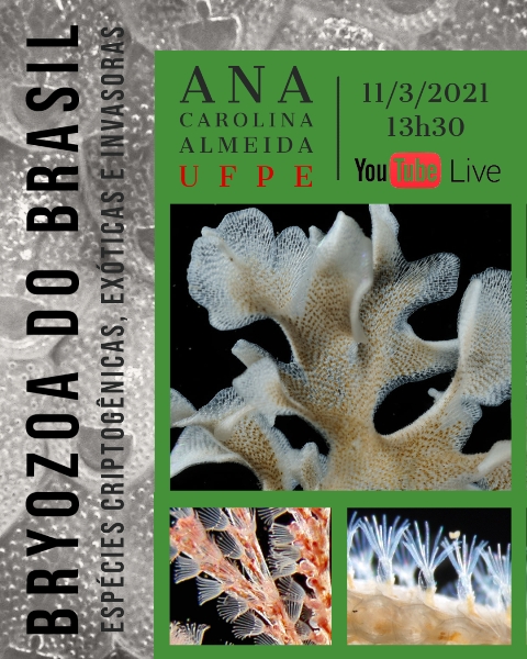 CEBIMário: Bryozoa do Brasil: espécies criptogênicas, exóticas e invasoras