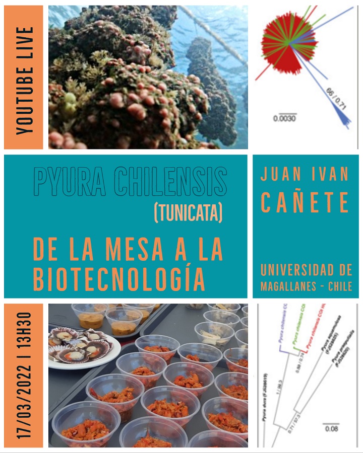 CEBIMário: Pyura chilensis (Tunicata): de la mesa a la biotecnología