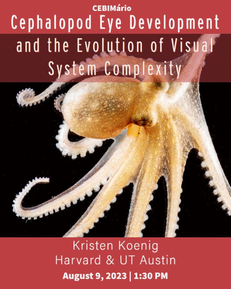 CEBIMário: Cephalopod Eye Development and the Evolution of Visual System Complexity