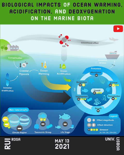 CEBIMário: Biological impacts of ocean warming acidification and de oxygenation on the marine biota the deadly trio