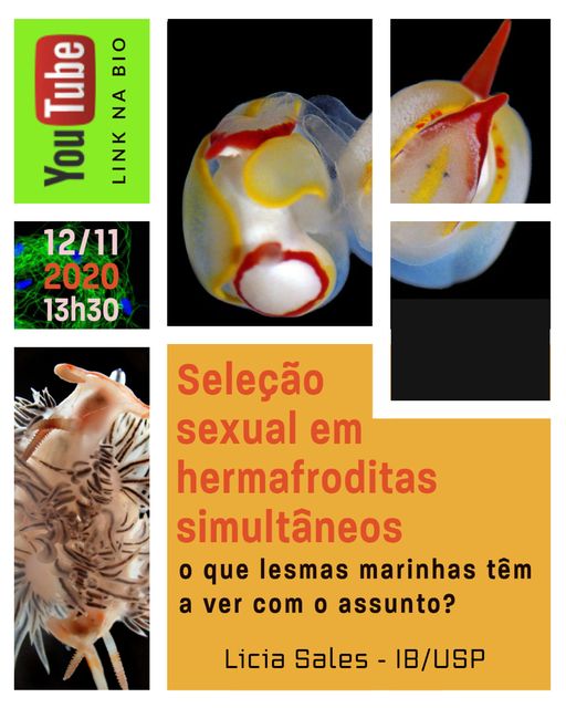 CEBIMário: Seleção sexual em hermafroditas simultâneos: o que lesmas marinhas têm a ver com o assunto?