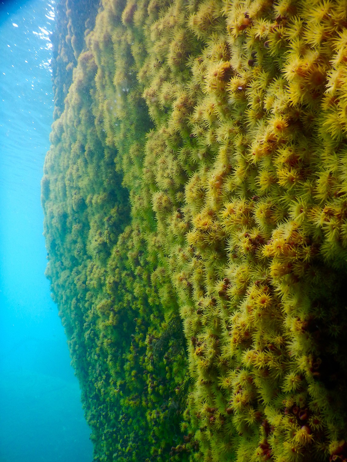 Invasão do coral-sol em um costão rochoso da Ilha dos Búzios, litoral norte do Estado de São Paulo.